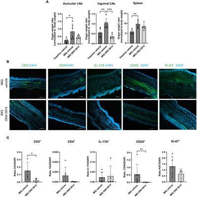 Corrigendum: Immunoproteasome inhibition attenuates experimental psoriasis